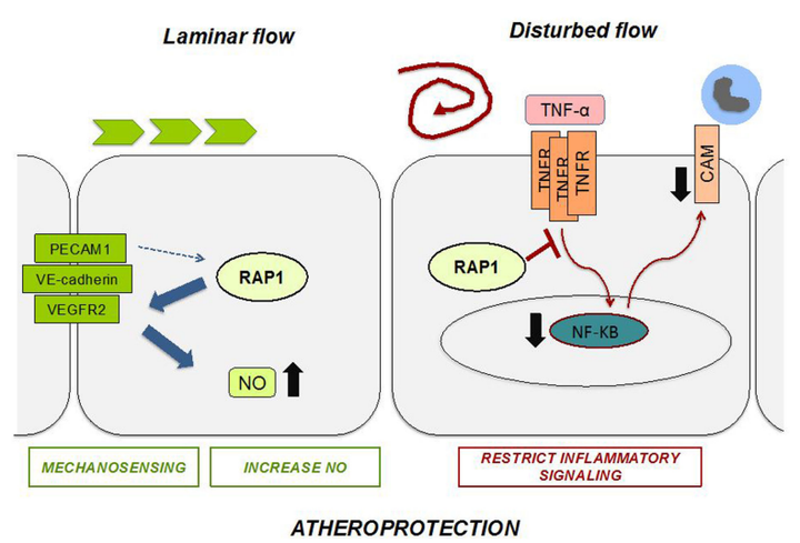 內(nèi)皮細(xì)胞中的 Rap1 可限制炎癥信號(hào)傳導(dǎo)，從而抑制動(dòng)脈粥樣硬化的進(jìn)展